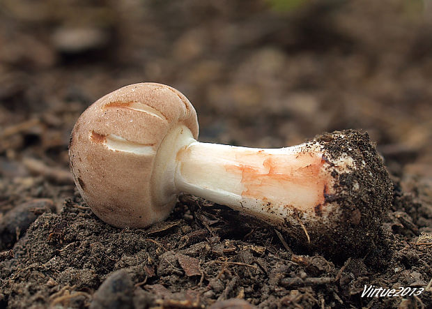 bedlica Badhamova Leucocoprinus badhamii (Berk. & Broome) Locq.