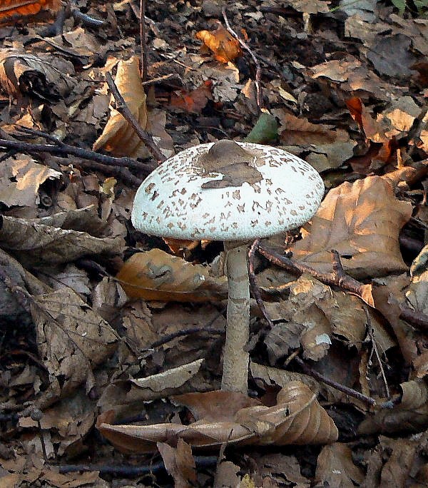 bedľa štíhla Macrolepiota mastoidea (Fr.) Singer