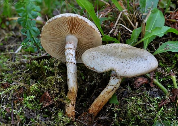 šupinovka Pholiota sp.