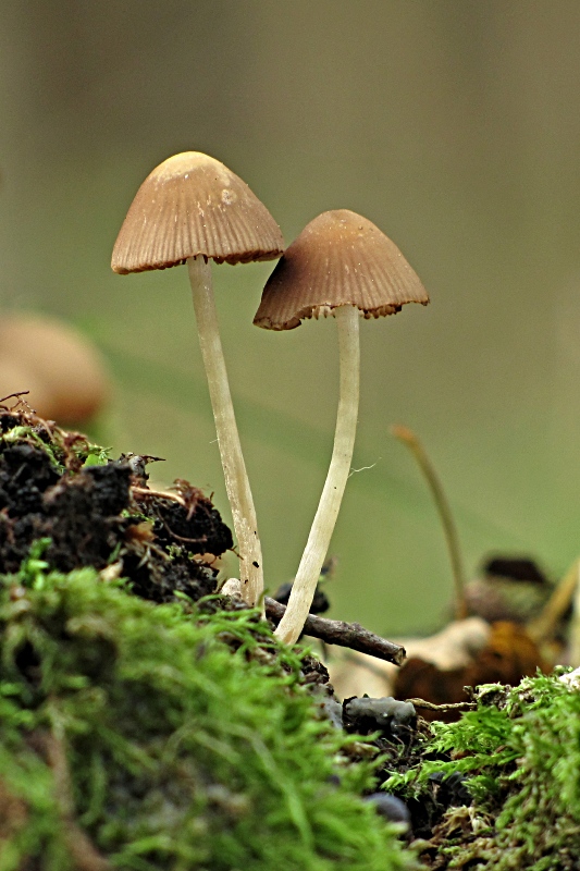 drobuľka-kržatka Psathyrella sp.