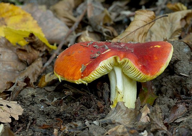 plávka zlatožltá Russula aurea Pers.