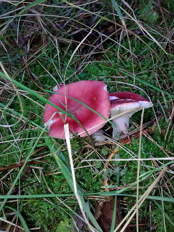 plávka jahodovočervená Russula paludosa Britzelm.