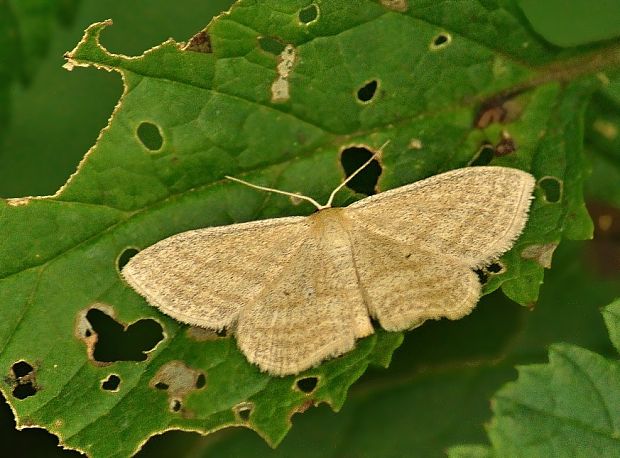 piadica pruhovaná Scopula virgulata