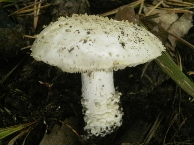 muchotrávka ostnatá Amanita echinocephala (Vittad.) Quél.