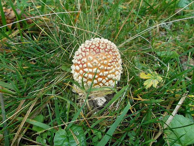 muchotrávka červená Amanita muscaria (L.) Lam.