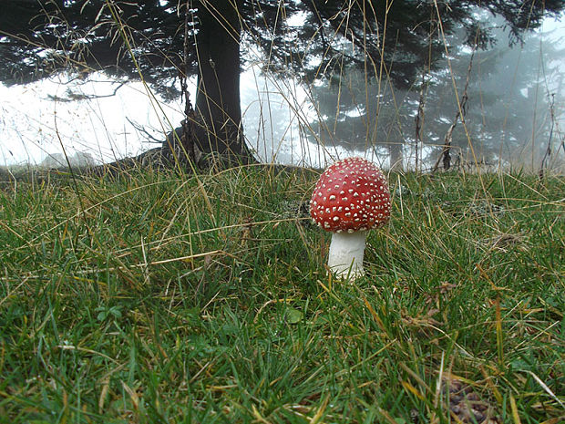 muchotrávka červená Amanita muscaria (L.) Lam.