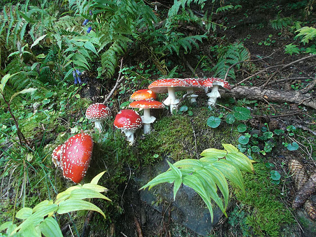 muchotrávka červená Amanita muscaria (L.) Lam.