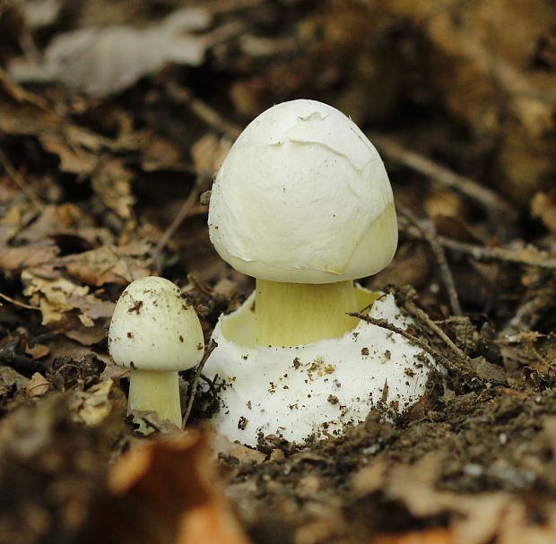 muchotrávka zelená Amanita phalloides (Vaill. ex Fr.) Link