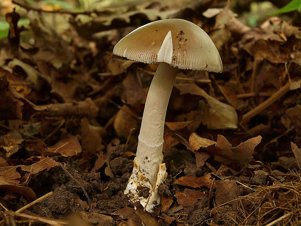 muchotrávka Amanita sp.