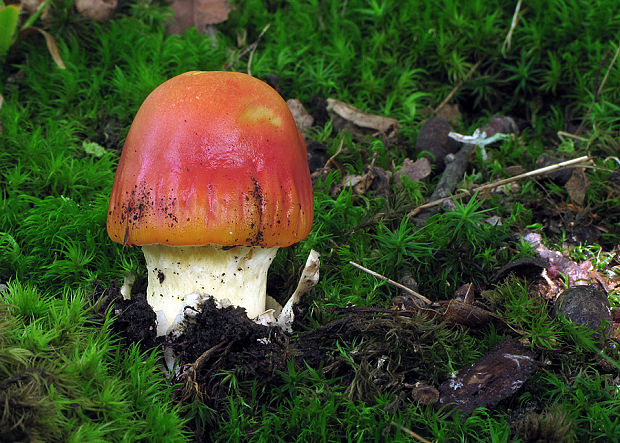 muchotrávka Amanita sp.