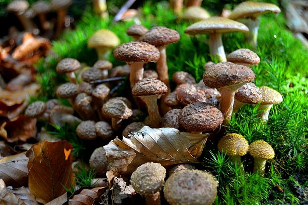 podpňovka tmavá Armillaria ostoyae (Romagn.) Herink