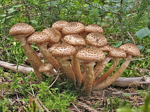 podpňovka tmavá Armillaria ostoyae (Romagn.) Herink