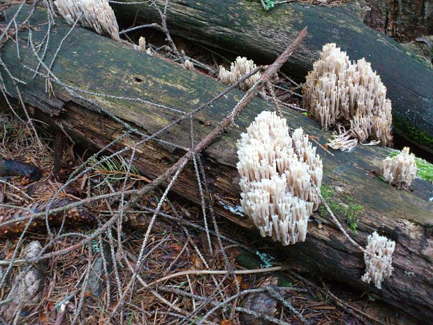 korunovec svietnikovitý Artomyces pyxidatus (Pers.) Jülich