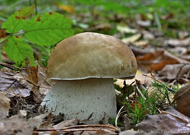 hríb smrekový Boletus edulis Bull.