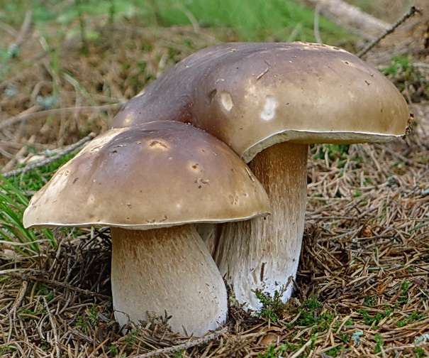 hríb smrekový Boletus edulis Bull.