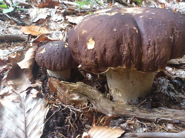 hríb sosnový Boletus pinophilus Pil. et Dermek in Pil.