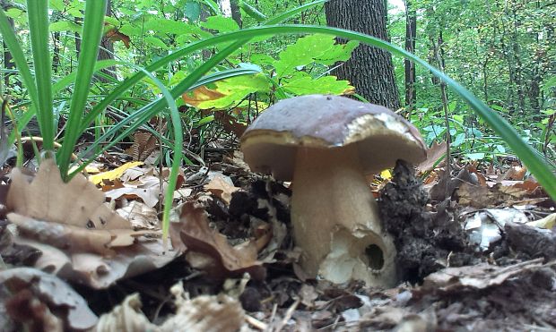 hríb dubový Boletus reticulatus Schaeff. ex Boud.