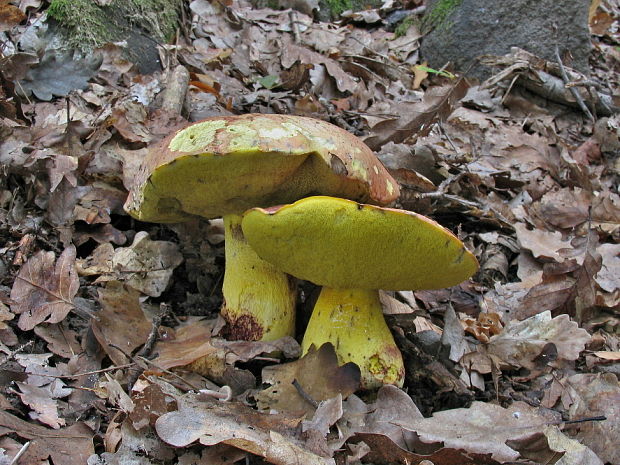 hríb kráľovský Butyriboletus regius (Krombh.) D. Arora & J.L. Frank