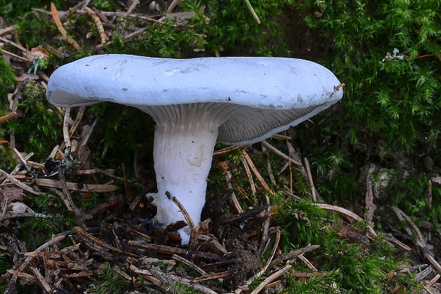 strmuľka anízová Clitocybe odora (Bull.) P. Kumm.