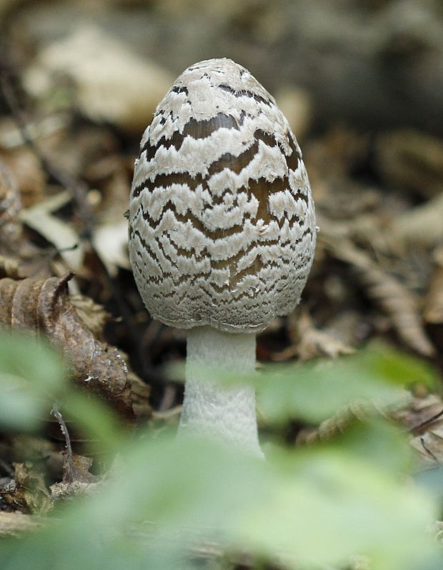 hnojník strakatý Coprinopsis picacea (Bull.) Redhead, Vilgalys & Moncalvo