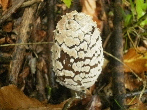 hnojník strakatý Coprinopsis picacea (Bull.) Redhead, Vilgalys & Moncalvo