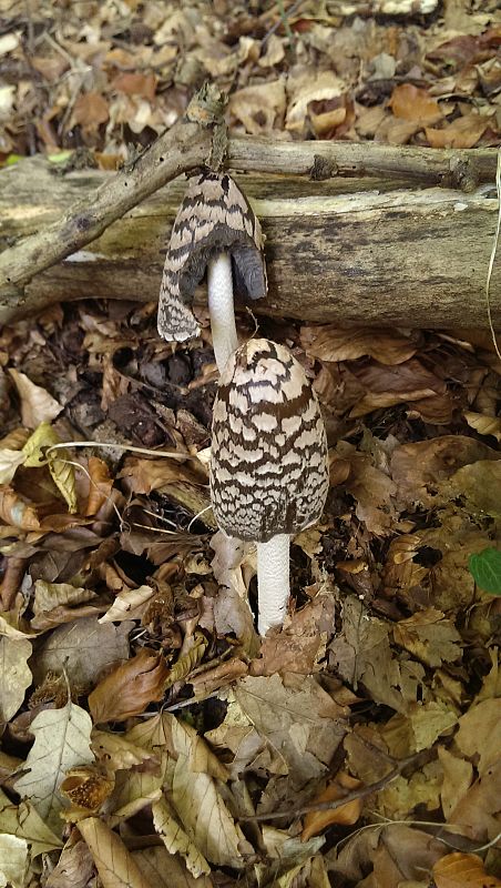 hnojník strakatý Coprinopsis picacea (Bull.) Redhead, Vilgalys & Moncalvo