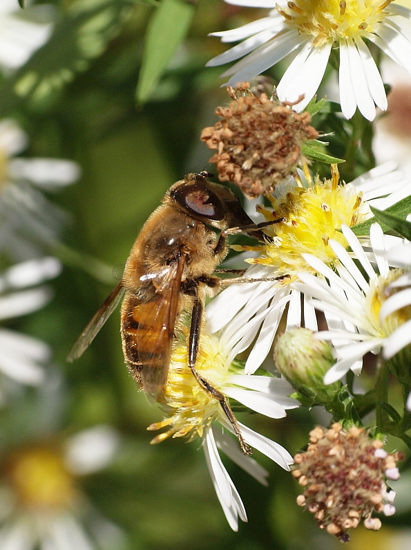 trúdovka Eristalis tenax