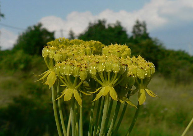 Ferulago sylvatica subsp. confusa (Velen.) Hartvig