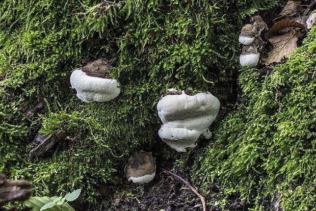 lesklokôrovka plochá Ganoderma applanatum (Pers.) Pat.