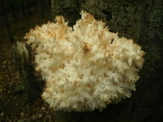 koralovec bukový Hericium coralloides (Scop.) Pers.