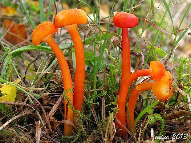 lúčnica kuriatkovitá Hygrocybe lepida Arnolds