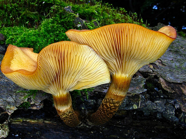 šupinačka menlivá/opeňka měnlivá Kuehneromyces mutabilis (Schaeff.) Singer & A.H. Sm.