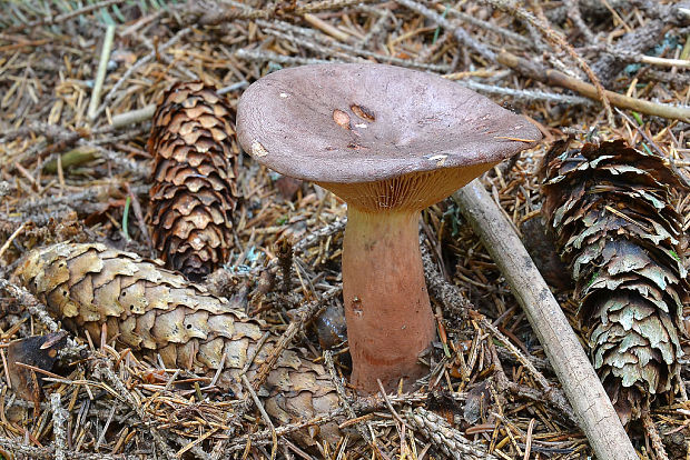 rýdzik hnedočervený  Lactarius badiosanguineus Kühner & Romagn.