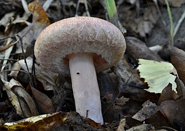 rýdzik kravský Lactarius torminosus (Schaeff.) Gray