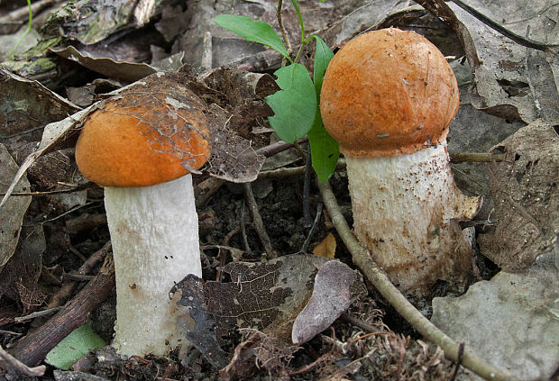 kozák osikový Leccinum albostipitatum den Bakker & Noordel.