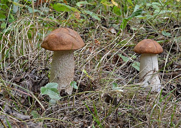 kozák osikový Leccinum albostipitatum den Bakker & Noordel.