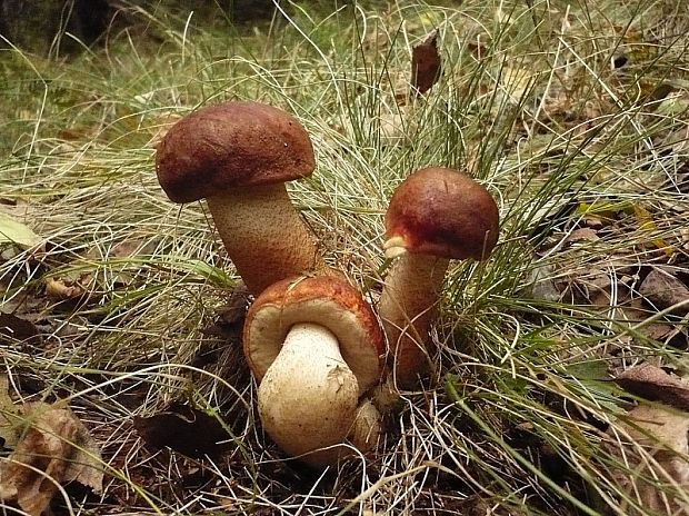 kozák dubový Leccinum aurantiacum (Bull.) Gray