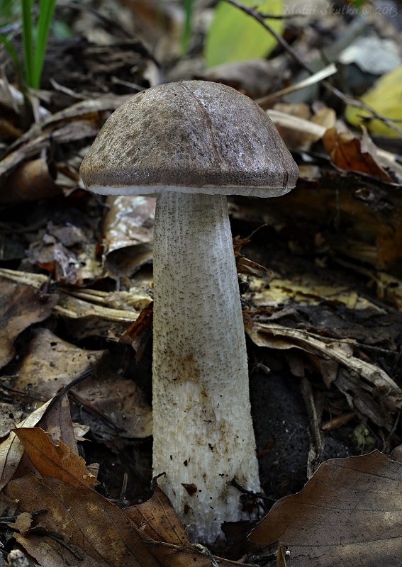 kozák Leccinum sp.