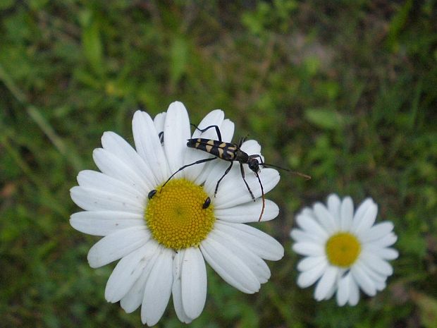 Leptura annularis