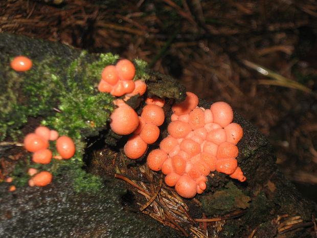 vlčinka Lycogala sp.