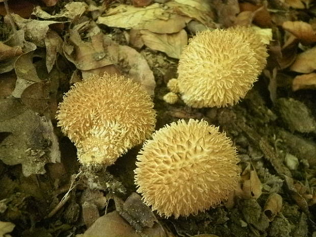 prášnica pichliačová Lycoperdon echinatum Pers.