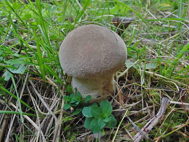 rozpadavec stopkatý Lycoperdon excipuliforme (Scop.) Pers.