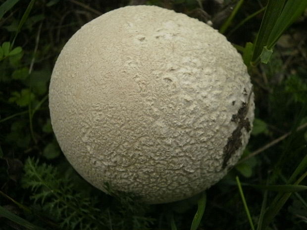 rozpadavec dlabaný Lycoperdon utriforme Bull.