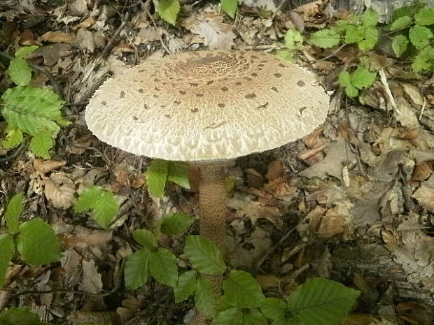 bedľa vysoká Macrolepiota procera (Scop.) Singer