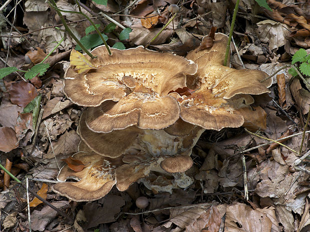 vejárovec obrovský Meripilus giganteus (Pers.) P. Karst.