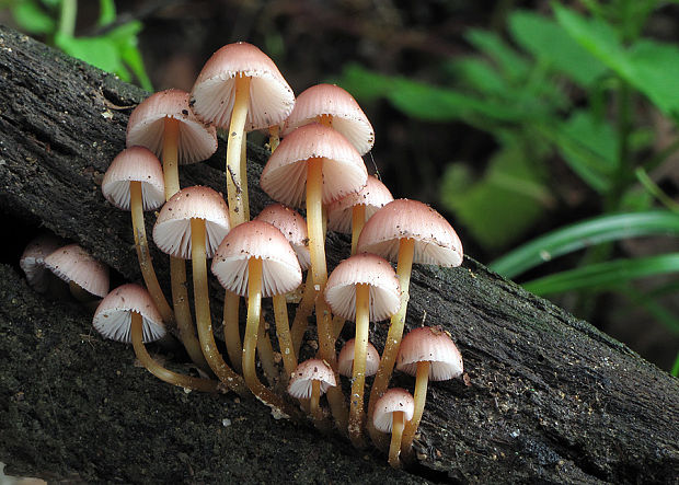 prilbička žltohlúbiková Mycena renati Quél.