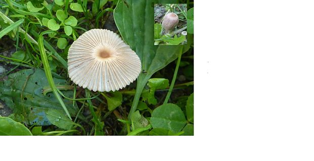 hnojník veľkovýtrusný Parasola megasperma (P.D. Orton) Redhead, Vilgalys & Hopple