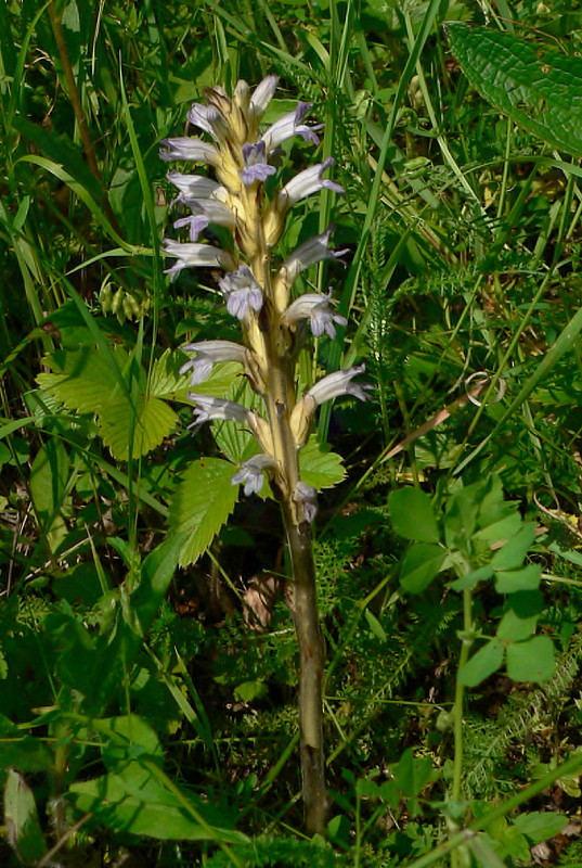 zárazovec purpurový Phelipanche purpurea (Jacq.) Soják