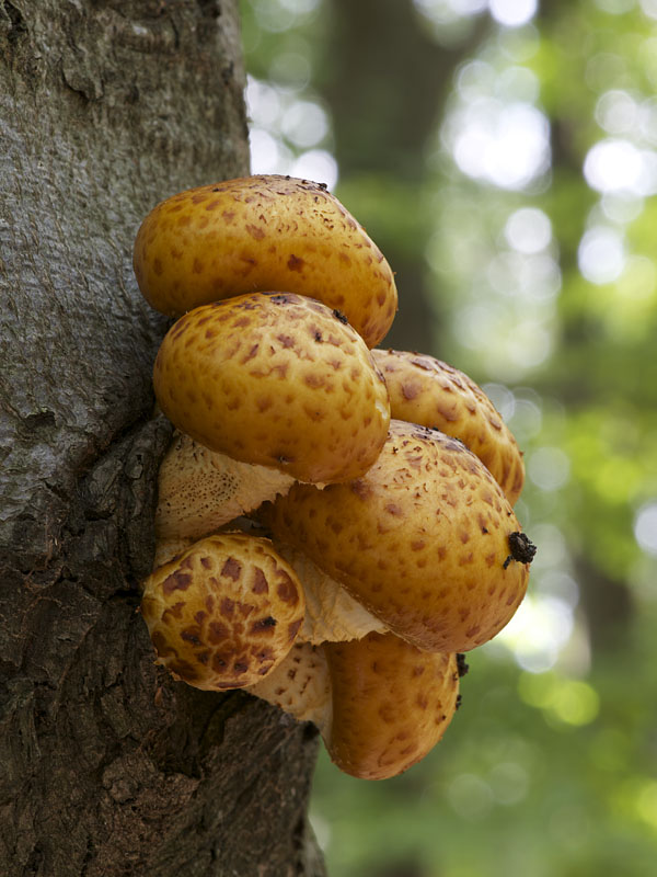 šupinovka Pholiota sp.