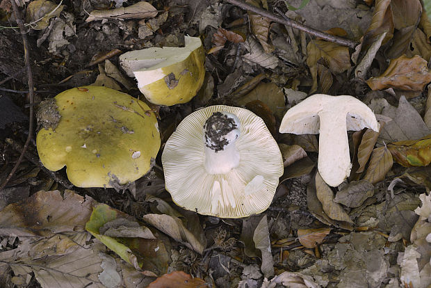 plávka tmavopurpurová - žltozelená forma Russula cf. atropurpurea Peck